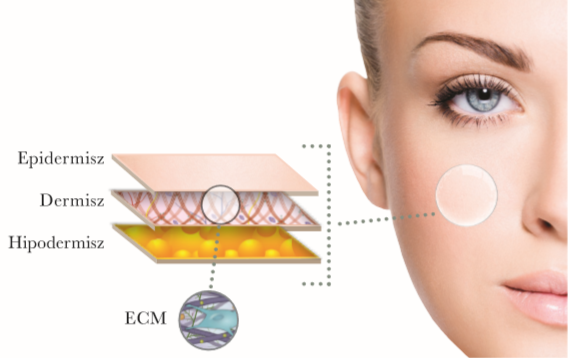skin layers explaination